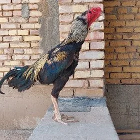 Taşkent