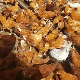 4 yarym aylykdan gecen juyje