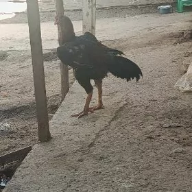 horaz paroda