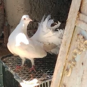 kepderi