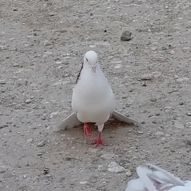 kepderi