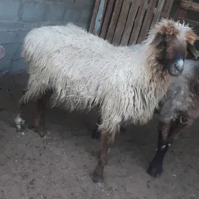 Goýun