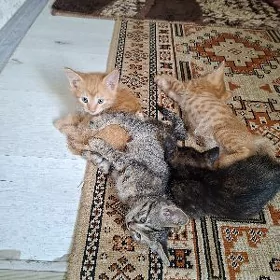 Котята в добрые руки