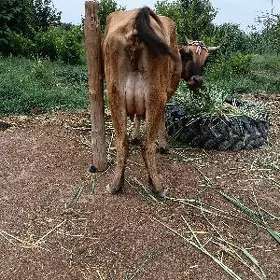 Sygyr göleli
