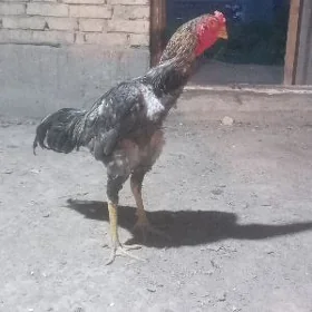 Kulhang