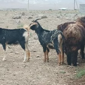 Goÿun we geçi