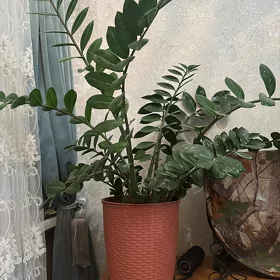 замиакулькас