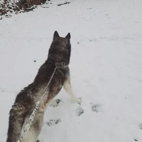 Haski