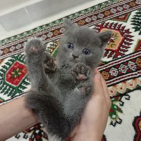 котики pisijikler