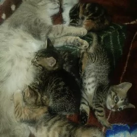 котики