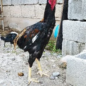 taşgent.