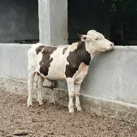 Gokala Simental okuz