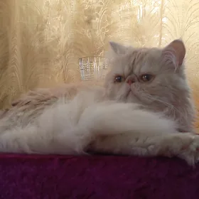 персидский кот
