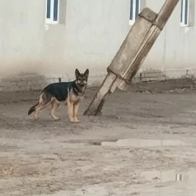 Немецкий афчарка
