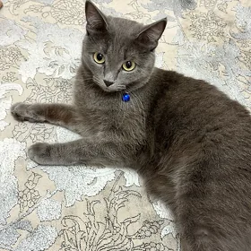 maşa
