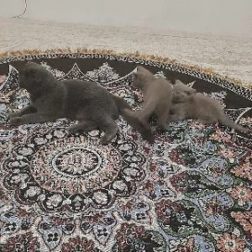 катята