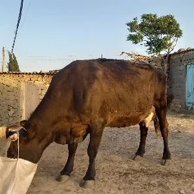 Sagylyan sygyr