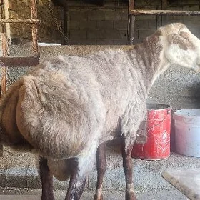 Goÿun goç