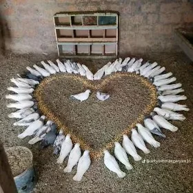 UÇYRYMLAR ÜÇIN KEPDERI