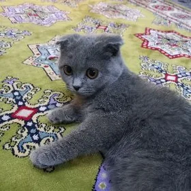 шотландский