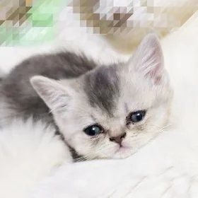ЭЛИТНЫЙ КОТЁНОК
