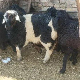 Guzylar arassa gisar paroda