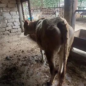 Tüwe