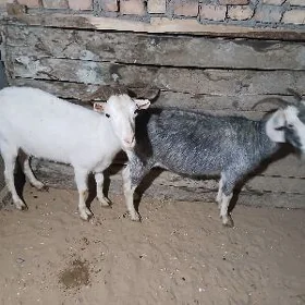 Geçi