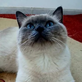 pişik