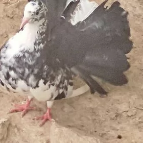 Pawlin kepderi