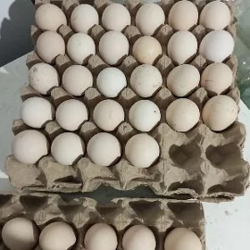 Brama towugyň yumurtgasy