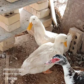 gak gak ordek