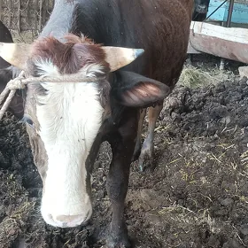окузлер