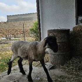 Işşek