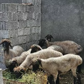Işşek