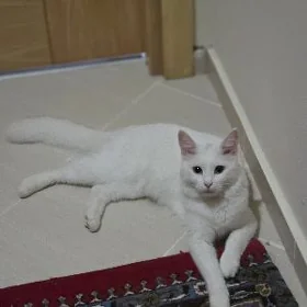 pişik akja