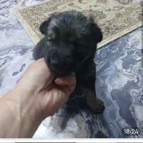 собака