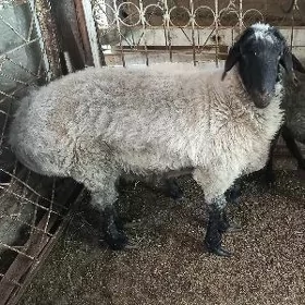 goýun
