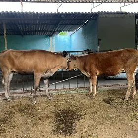 2 sany bakylan tuwe