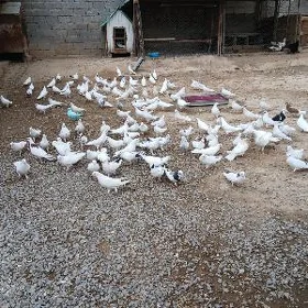 kepderi