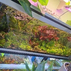 ЖИВЫЕ АКВАРИУМНЫЕ РАСТЕНИЯ