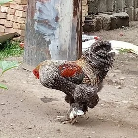 brama