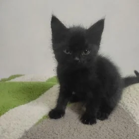 Отдаю котенка