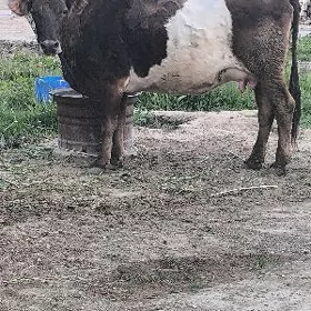 GOLELİ SYGYR