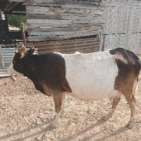 Tanaly sygyr