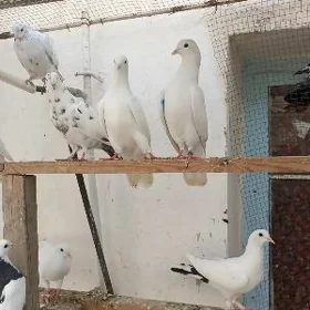 kepderi