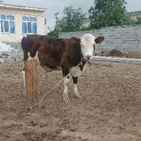 öküz