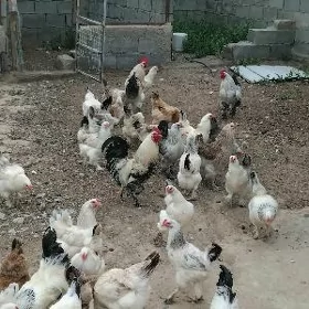 BALGAR TOWUK  JUYJE.