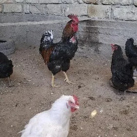 Gıgant horoz