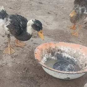 ördeg.  ga ga
